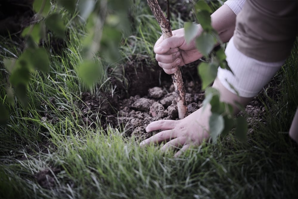 Hands planting tree